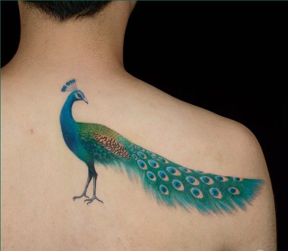 peacock tattoo back